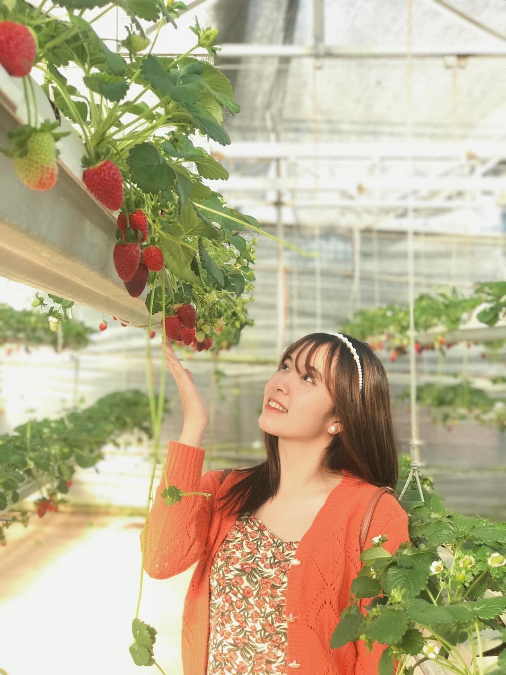 Du khách thỏa sức tạo dáng bên vườn dâu xanh ngắt 